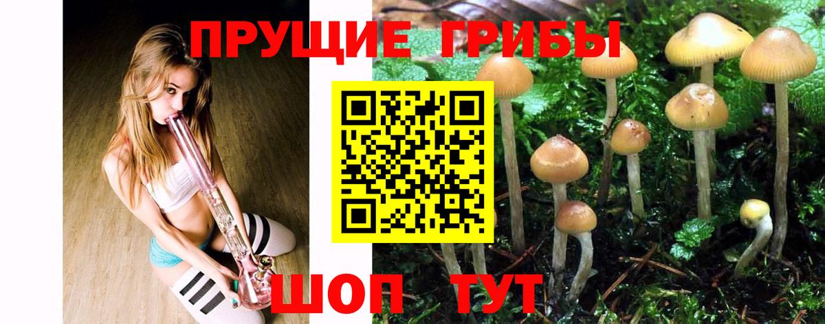 Псилоцибиновые грибы мицелий Новочеркасск
