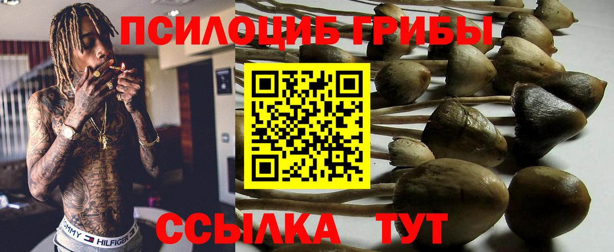 Галлюциногенные грибы Cubensis  цена   Новочеркасск  Вход с VPN 
